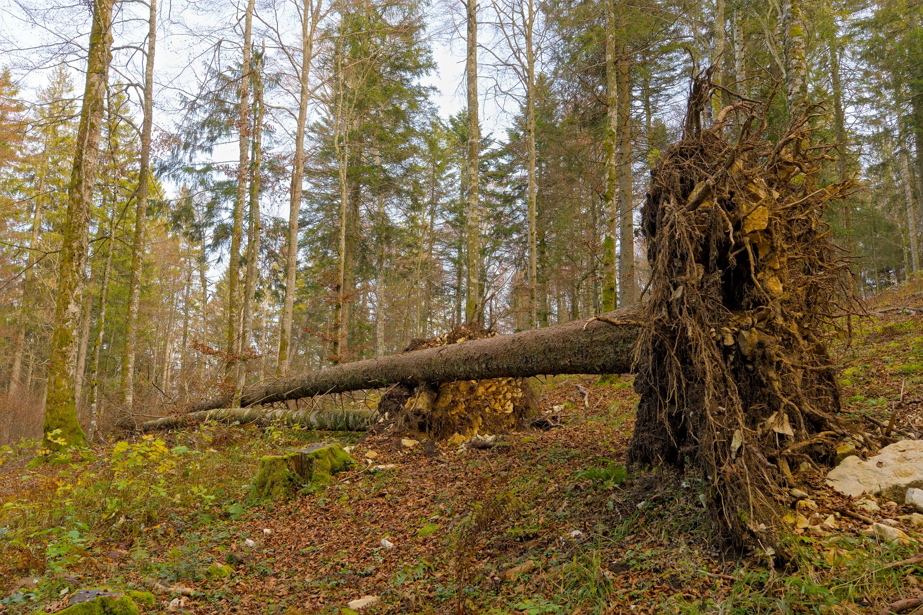 Enlèvement arbre urgence équipe à Eaubonne